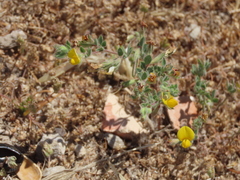 Lotus hispidus