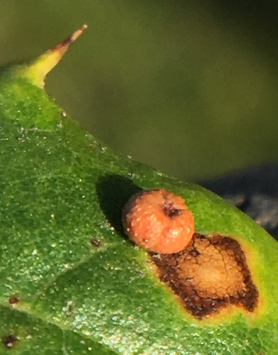iNaturalist observation photo of Pumpkin Gall Wasp