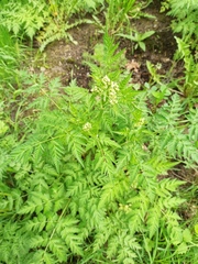 Anthriscus sylvestris