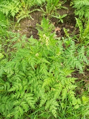 Anthriscus sylvestris