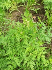 Anthriscus sylvestris