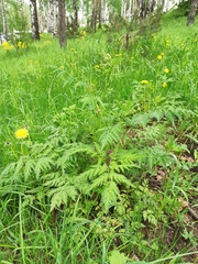 Anthriscus sylvestris