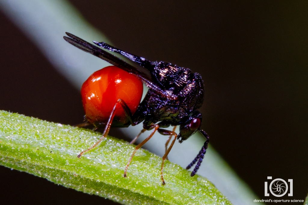 Kapala floridana
