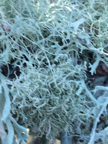 iNaturalist observation photo of beard lichens