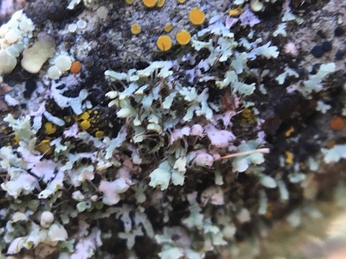 iNaturalist observation photo of Hooded Rosette Lichen