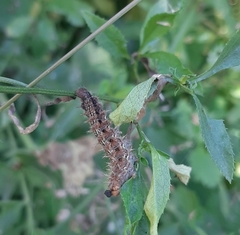 Lepidoptera