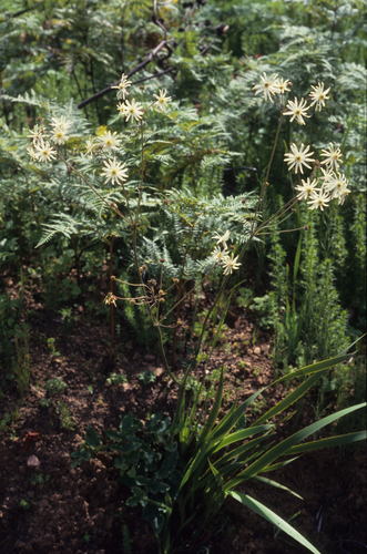 Image of Knowltonia anemonoides by (c) Tom Lloyd Evans, some rights reserved (CC BY-SA)