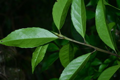 Symplocos setchuensis