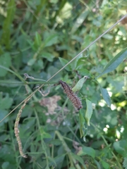 Lepidoptera