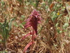 Bellardia trixago