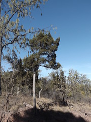 Juniperus durangensis
