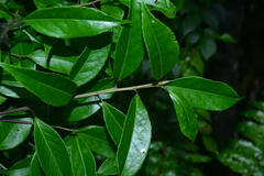 Symplocos setchuensis