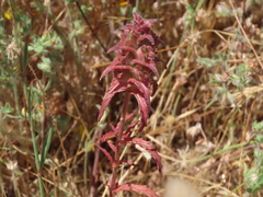 Bellardia trixago