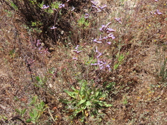 Limonium algarvense