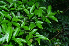 Symplocos setchuensis