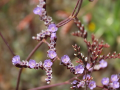 Limonium algarvense