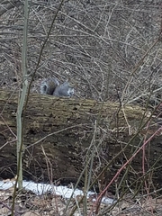 Sciurus carolinensis