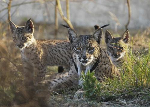 Iberian Lynx