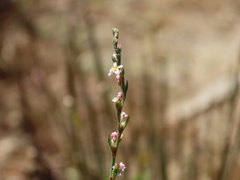 Polygonum equisetiforme