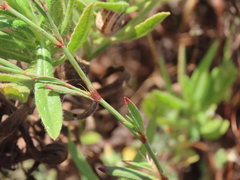 Polygonum equisetiforme