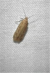 Gelechia sabinellus