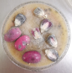 Trichoderma asperellum