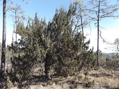 Juniperus durangensis