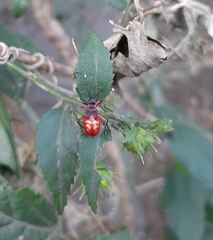 Dysdercus albofasciatus