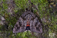 Catocala ilia-complex