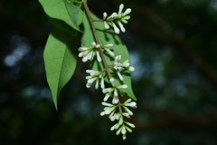 Ligustrum liukiuense