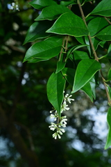 Ligustrum liukiuense
