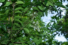 Ligustrum liukiuense