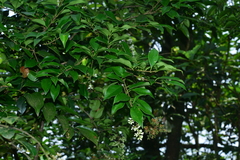 Ligustrum liukiuense