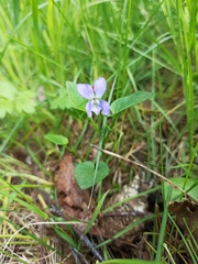Viola canina
