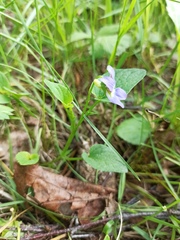 Viola canina