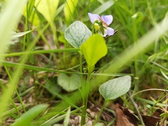Viola canina
