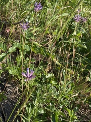 Dichelostemma congestum