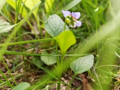 Viola canina