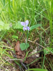 Viola canina