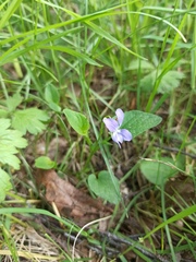 Viola canina