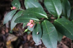Euphorbia peritropoides