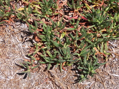 Carpobrotus edulis