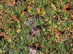 Carpobrotus edulis