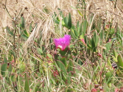 Carpobrotus edulis