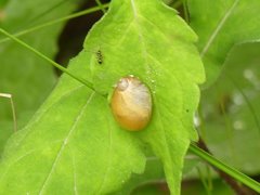 Succinea lauta