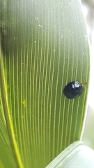 Hemisphaerota cyanea