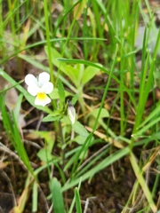 Viola arvensis