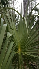 Hemisphaerota cyanea