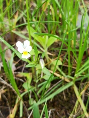 Viola arvensis