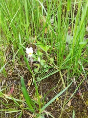 Viola arvensis